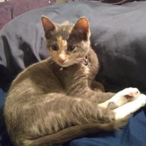 Image of Little Kitty, Lost Cat