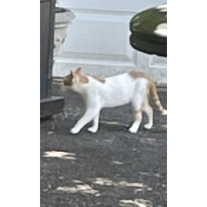 Found Cat Unknown