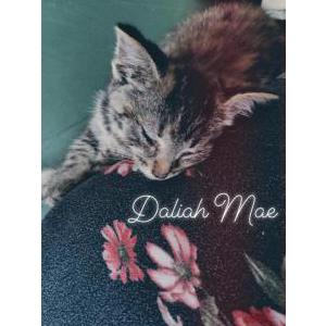 Lost Cat Daliah