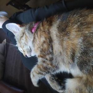 Image of Kittybird, Lost Cat