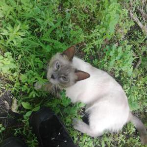 Found Cat unknown