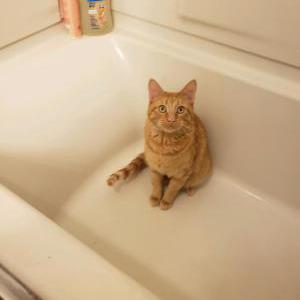 craigslist boise lost pets