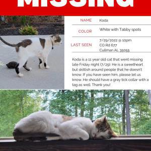 Lost Cat Koda