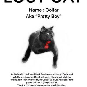 Lost Cat Collar (Pretty Boy)