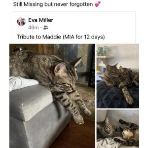 Lost Cat Maddie