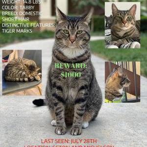 Lost Cat Draco