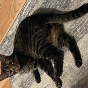 Image of Scout, Lost Cat