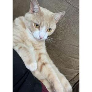 Lost Cat Hercules