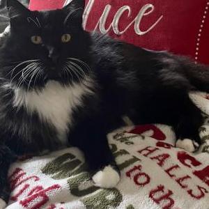 Image of Ace, Lost Cat