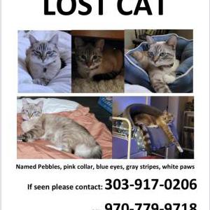 Lost Cat Pebbles