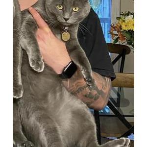 Lost Cat Sawyer aka Soy Sauce