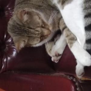 Lost Cat Buddy