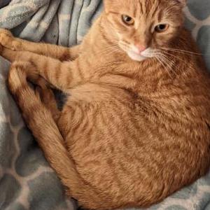 Image of Hunter, Lost Cat