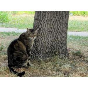 Image of Kitty or Spencer, Lost Cat