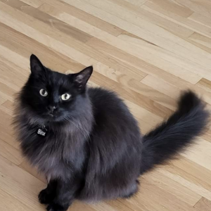 Lost Cat Binx