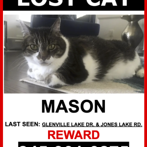 Lost Cat Mason