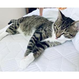 Image of Bes, Lost Cat