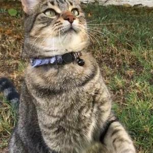 Lost Cat Josey