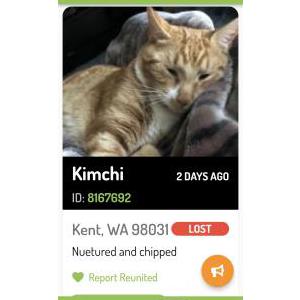 Lost Cat Kimchi