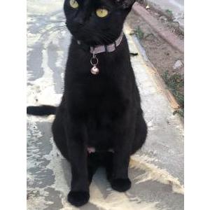 Lost Cat Salem