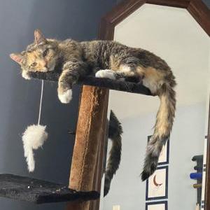 Lost Cat Daisy