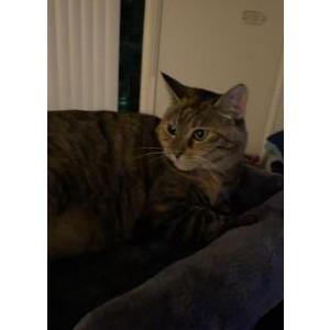 Lost Cat Peach