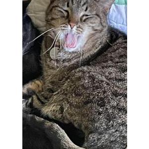 Lost Cat Athena