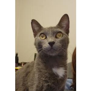 Lost Cat Pepper