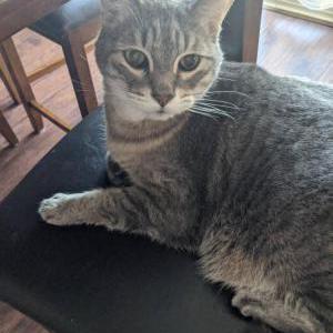 Lost Cat Greyson