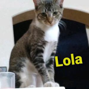 Lost Cat Lola
