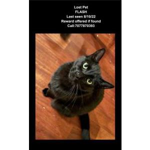 Lost Cat Flash