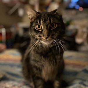 Image of BUDDY, Lost Cat