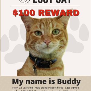 Lost Cat BUDDY