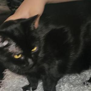 2nd Image of Black Betty, Lost Cat