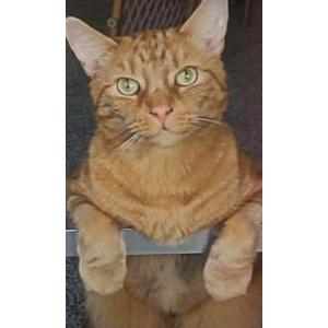 Lost Cat Garfield