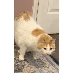 Lost Cat Squeak