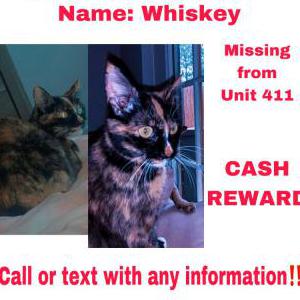 Lost Cat Whiskey