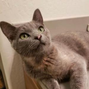 Lost Cat Stella