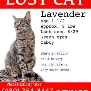 Lost Cat Lavender