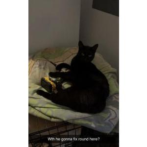 Lost Cat Binx