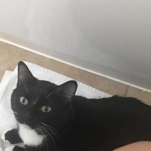 Lost Cat Jackson