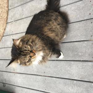 Lost Cat boots