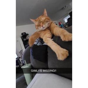 Lost Cat Gimli