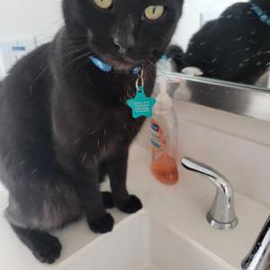 Lost Cat Smokie