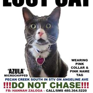 Lost Cat Azula