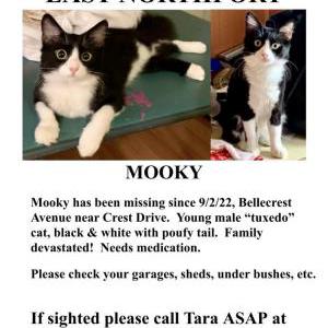 Lost Cat Mooky