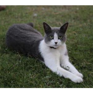 Lost Cat Opal