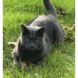 Image of Mr. James, Lost Cat