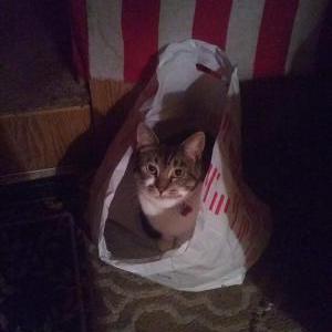 Lost Cat Kit Kat