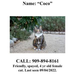 Lost Cat coco